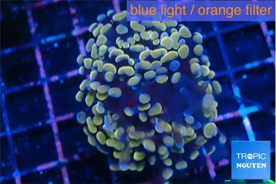 Euphyllia parancora ivory 4-7 cm WYSIWYG acclimaté