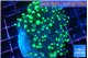 Euphyllia yaeyamaensis green 4-7 cm WYSIWYG acclimaté