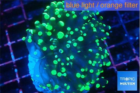 Euphyllia yaeyamaensis green 4-7 cm WYSIWYG acclimaté