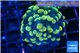 Euphyllia Paraancora golden banana 3-6 cm WYSIWYG acclimaté