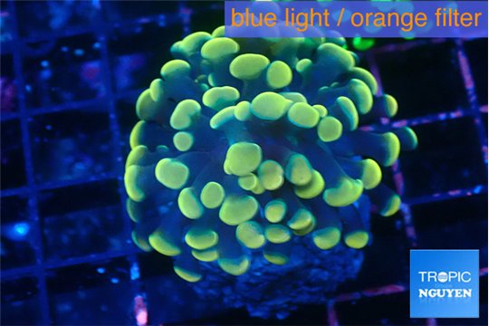 Euphyllia Paraancora golden banana 3-6 cm WYSIWYG acclimaté