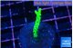 Anacropora green 2-3 cm WYSIWYG acclimaté