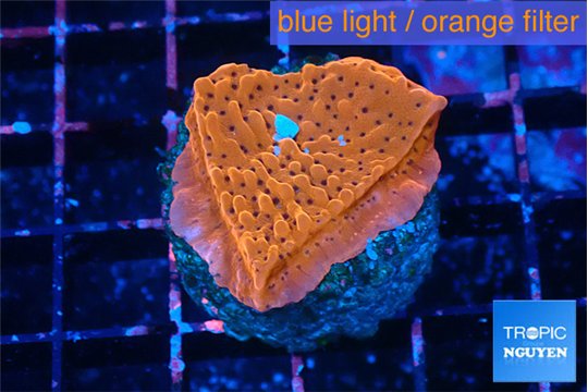 Montipora death spiral 3-4 cm WYSIWYG acclimaté
