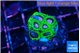 Favia space monkey 3 cm WYSIWYG acclimaté