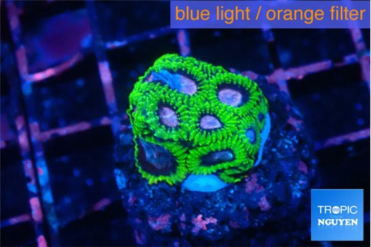 Favia space monkey 3 cm WYSIWYG acclimaté