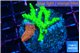 Anacropora green & Montipora death spiral 3-4 cm WYSIWYG acclimaté