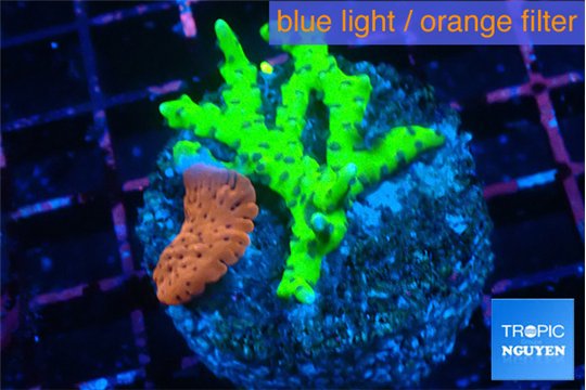 Anacropora green & Montipora death spiral 3-4 cm WYSIWYG acclimaté