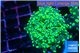 Euphyllia yaeyamaensis green 4-7 cm WYSIWYG acclimaté