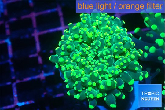 Euphyllia yaeyamaensis green 4-7 cm WYSIWYG acclimaté