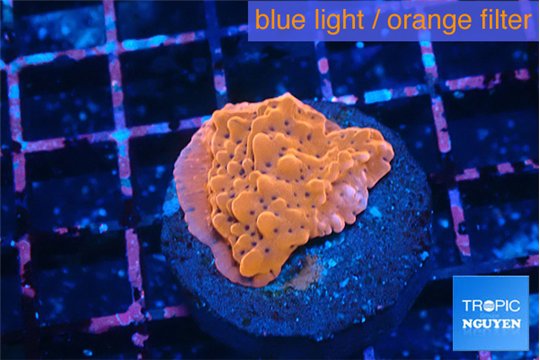 Montipora death spiral 2-3 cm WYSIWYG acclimaté