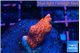 Montipora digitata bubble gum 2 cm WYSIWYG acclimaté