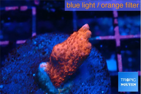 Montipora digitata bubble gum 2 cm WYSIWYG acclimaté