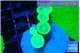 Caulastrea neon green 5 polyps WYSIWYG acclimaté