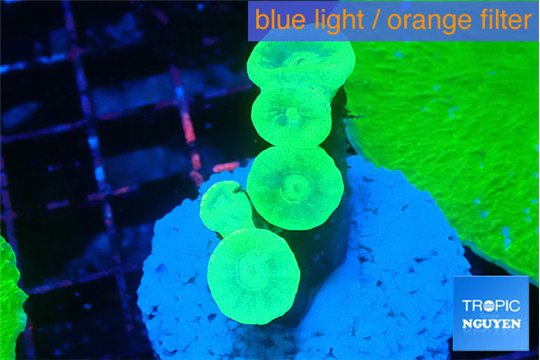 Caulastrea neon green 5 polyps WYSIWYG acclimaté