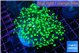 Euphyllia yaeyamaensis green 4-7 cm WYSIWYG acclimaté