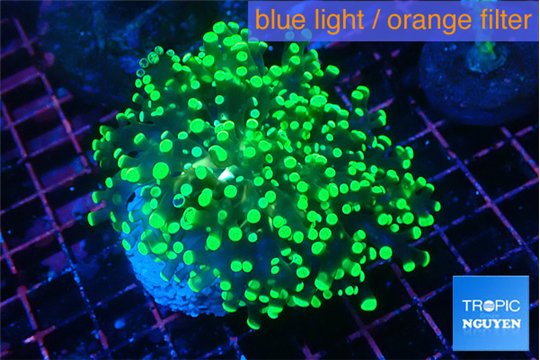 Euphyllia yaeyamaensis green 4-7 cm WYSIWYG acclimaté