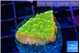 Montipora kaboom 3 cm WYSIWYG acclimaté