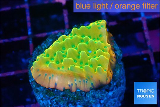 Montipora kaboom 3 cm WYSIWYG acclimaté