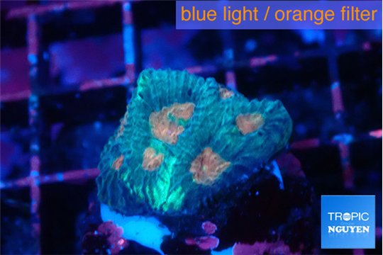 Favia orange green 2-3 cm WYSIWYG acclimaté