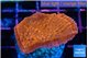 Montipora death spiral 3-4 cm WYSIWYG acclimaté