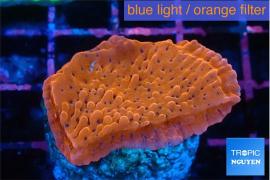 Montipora death spiral 3-4 cm WYSIWYG acclimaté