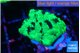 Favia reverse green 3 cm WYSIWYG acclimaté