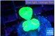 Caulastrea neon green 3 polyps WYSIWYG acclimaté