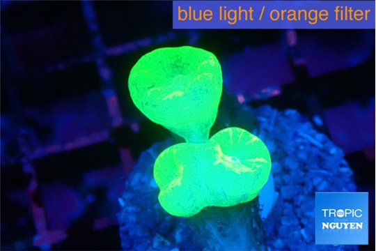 Caulastrea neon green 3 polyps WYSIWYG acclimaté