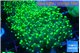 Euphyllia yaeyamaensis green 4-7 cm WYSIWYG acclimaté