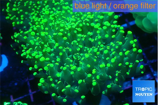 Euphyllia yaeyamaensis green 4-7 cm WYSIWYG acclimaté