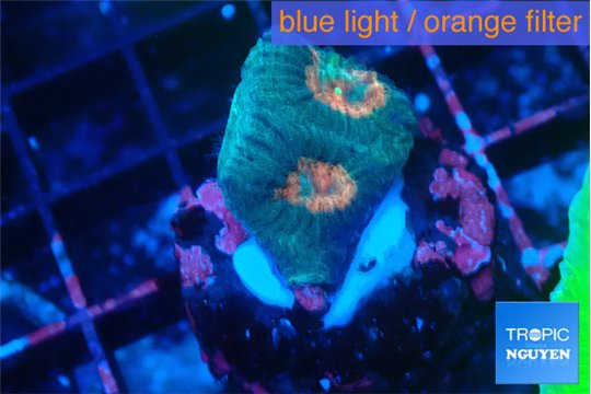 Favia orange green 2-3 cm WYSIWYG acclimaté