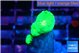 Caulastrea neon green 2-3 polyps WYSIWYG acclimaté