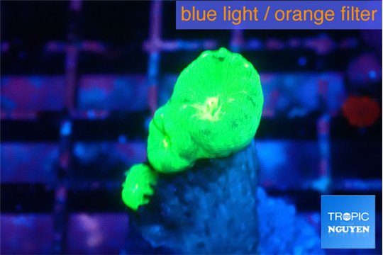 Caulastrea neon green 2-3 polyps WYSIWYG acclimaté