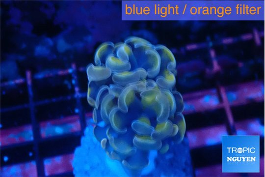 Euphyllia parancora ivory 2-4 cm WYSIWYG acclimaté
