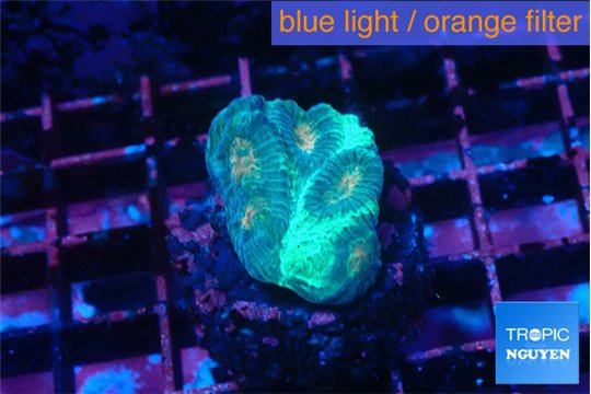 Favia green orange 1-2 cm WYSIWYG acclimaté