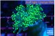 Euphyllia yaeyamaensis green 4-7 cm WYSIWYG acclimaté