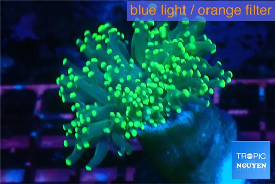 Euphyllia yaeyamaensis green 4-7 cm WYSIWYG acclimaté