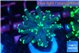 Euphyllia parancora glow tip 4-6 cm WYSIWYG acclimaté