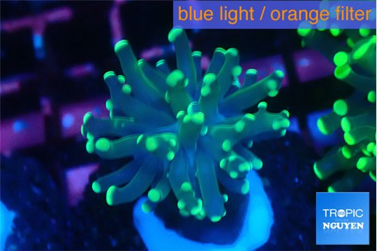Euphyllia parancora glow tip 4-6 cm WYSIWYG acclimaté