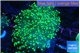 Euphyllia yaeyamaensis green 4-8 cm WYSIWYG acclimaté