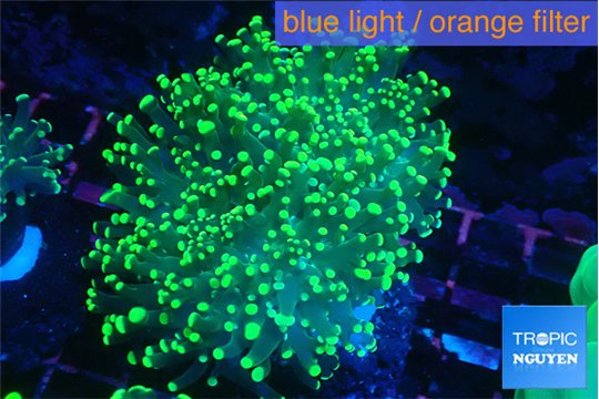 Euphyllia yaeyamaensis green 4-8 cm WYSIWYG acclimaté