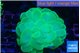 Plerogyra neon green 5-8 cm WYSIWYG acclimaté