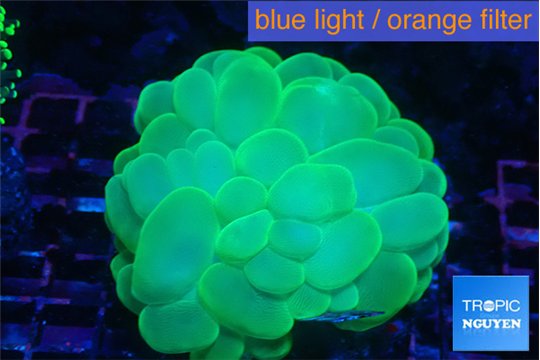 Plerogyra neon green 5-8 cm WYSIWYG acclimaté