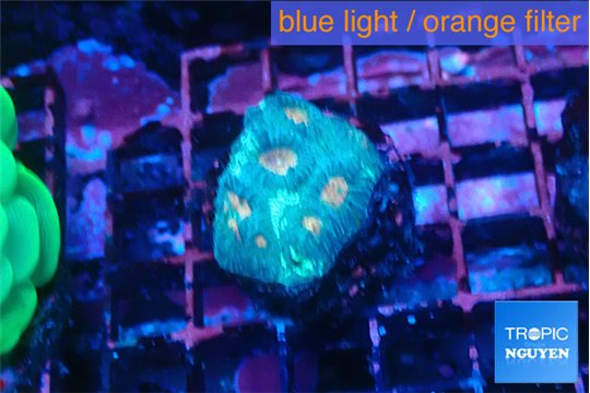 Favia green orange 3 cm WYSIWYG acclimaté
