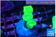 Caulastrea neon green 4 polyps WYSIWYG acclimaté
