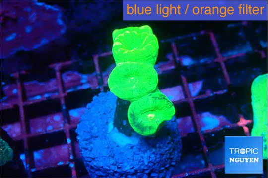 Caulastrea neon green 4 polyps WYSIWYG acclimaté