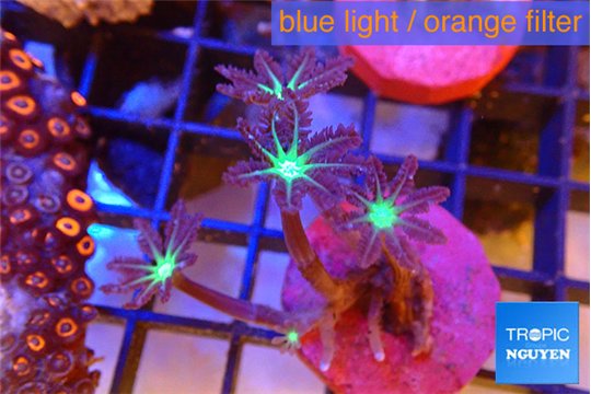 Clavularia papaya fire green 4 polyps WYSIWYG acclimaté