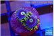 Zoanthus neon blue magician 2 polyps WYSIWYG acclimaté