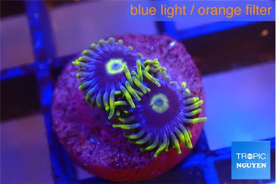 Zoanthus neon blue magician 2 polyps WYSIWYG acclimaté