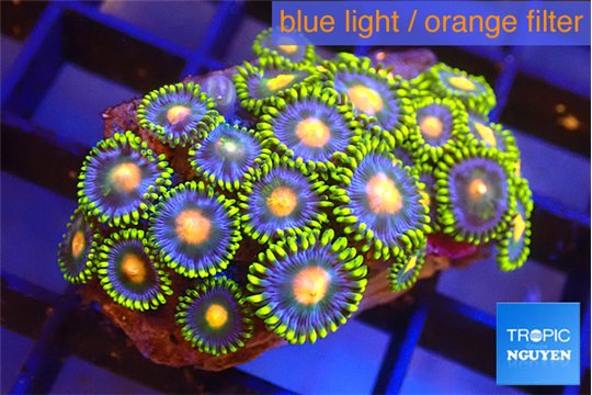 Zoanthus rainbow 2-3 cm WYSIWYG acclimaté